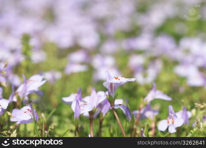 Wood sorrel