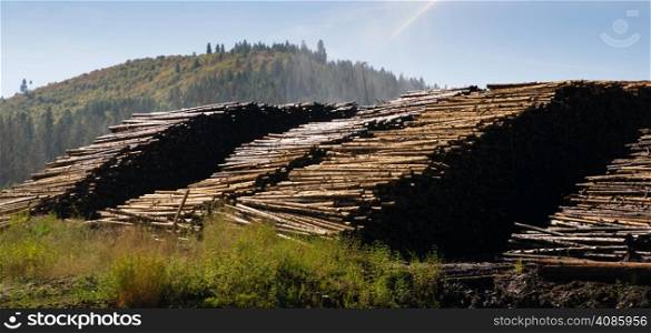 Wood storage yard logging industry in the Northwest