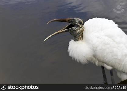 Wood stork stands with mouth open, seeming laughter. Location is Florida. Horizontal image with copy space to left.