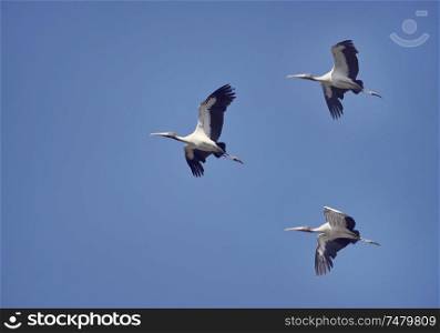 Wood Storks in flight against the blue sky