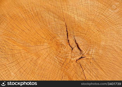 Wood texture