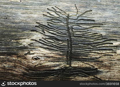 wood texture