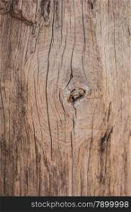 wood texture background with knot
