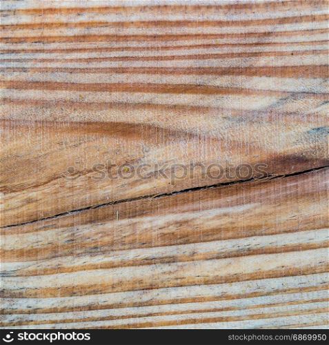 Wood texture cut tree trunk background