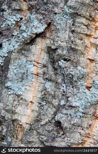 Wood texture - detail of the trunk of a tree -