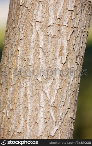 Wood texture (detail of the trunk of a tree)