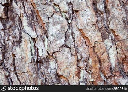 Wood texture - detail of the trunk of a tree -