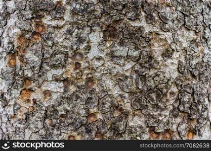 Wood Texture, Detailed texture of lit poplar bark, old large poplar trunk, The bark of tree