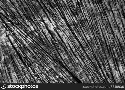 Wood texture grunge background. Black and white wood texture grunge background