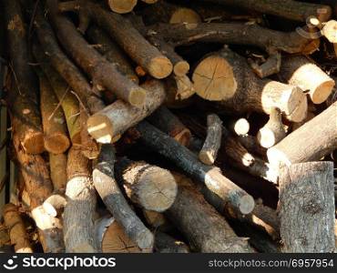 Wood texture timber tree felling