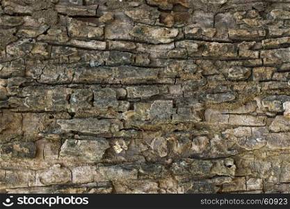 Wood texture with natural patterns, Background old panels, The bark of the tree.