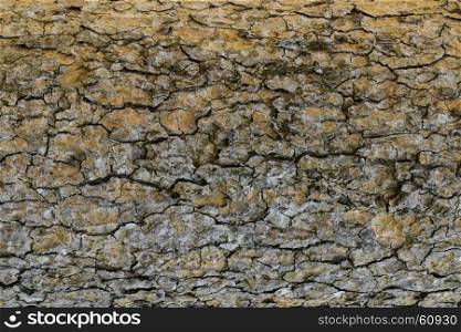 Wood texture with natural patterns, Background old panels, The bark of the tree.