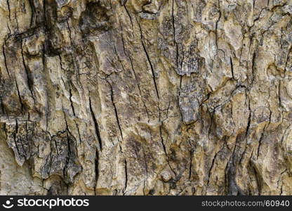 Wood texture with natural patterns, Background old panels, The bark of the tree.