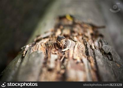 wood texture with natural patterns. bamboo background. wood texture with natural patterns