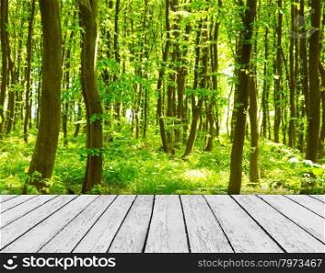 wood textured backgrounds in a room interior on the forest backgrounds