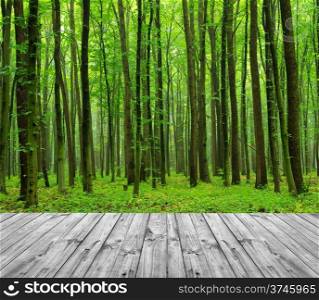 wood textured backgrounds on the forest backgrounds