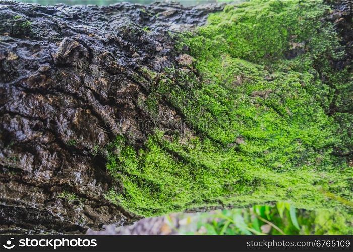 Wood textured with green moss
