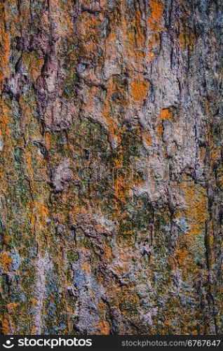Wood textured with green moss