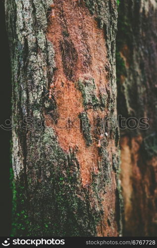 Wood textured with green moss