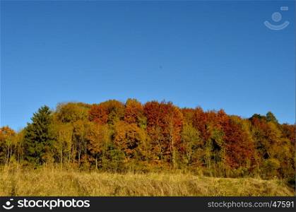 Wood with autumn colors and blue skies