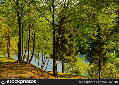 Wooded Shore of the Lake in Italy