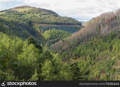 Wooded tree lined valley of river Afon Rheidol, Pontarfynach, Hafod estate, Ceredigion, Wales, United Kingdom, Europe.