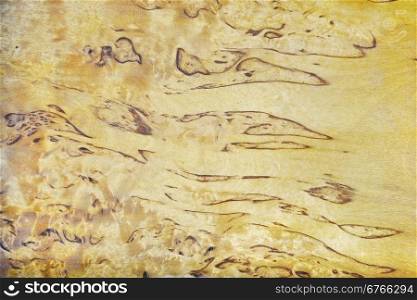 Wooden background from karelian birch