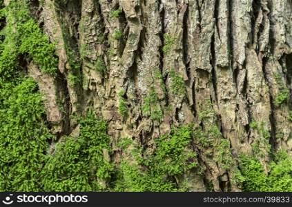 Wooden background with bark and moss from an old oak tree, beautiful details on the deep cracks and the curves.