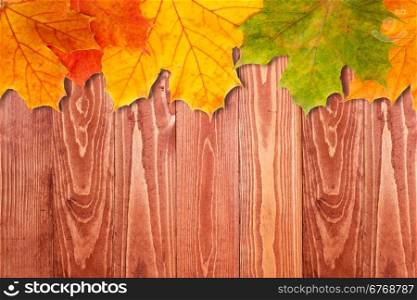 Wooden background with border from colorful autumn leaves