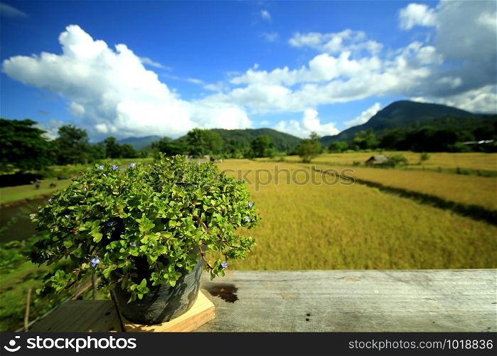 Wooden balconies and rice fields