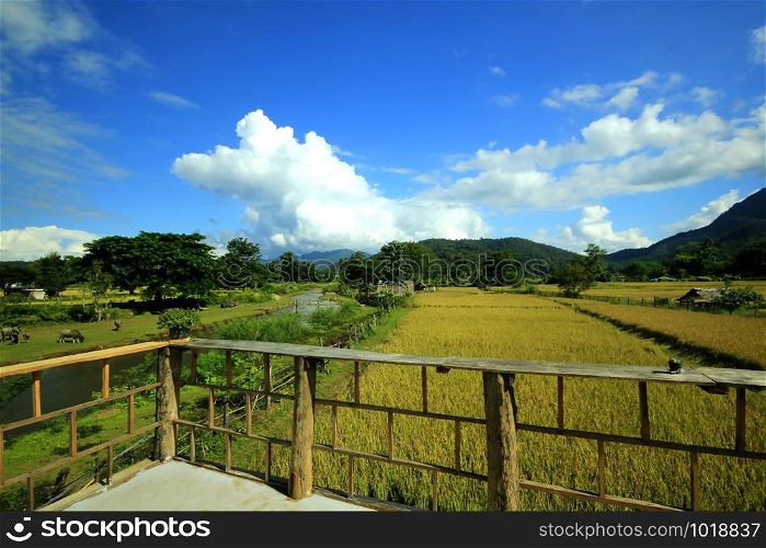 Wooden balconies and rice fields