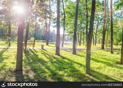 Wooden bench in beautiful green sunny park