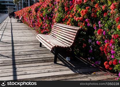 Wooden bench in park and flower wall background. Garden fence made with flowers