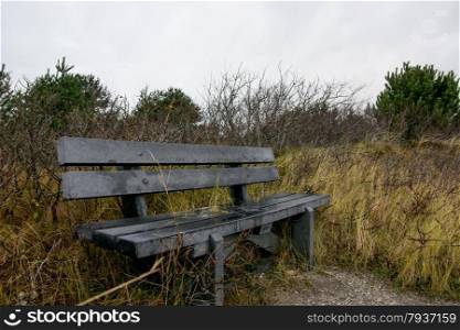 wooden bench in quiet forest