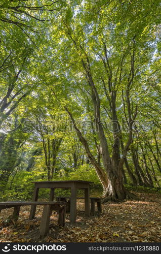 wooden benches and table in the beautiful forest for rest.Vertical view