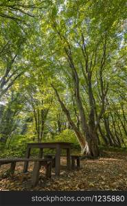 wooden benches and table in the beautiful forest for rest.Vertical view
