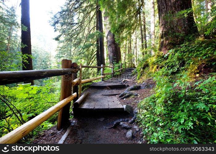 Wooden boardwalk in the forest