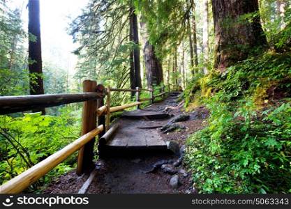 Wooden boardwalk in the forest