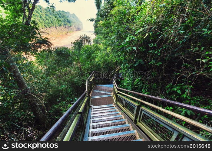 Wooden boardwalk in the forest