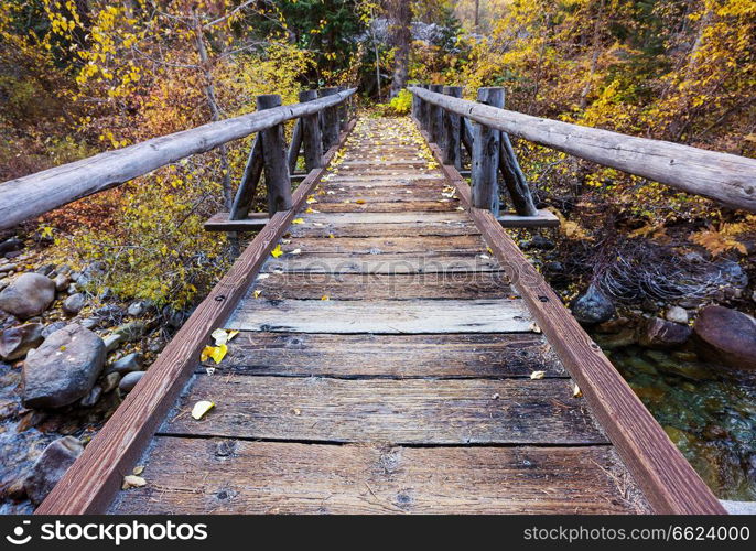 Wooden boardwalk in the forest