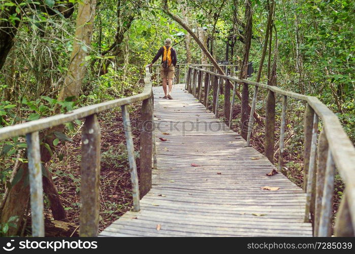 Wooden boardwalk in the forest