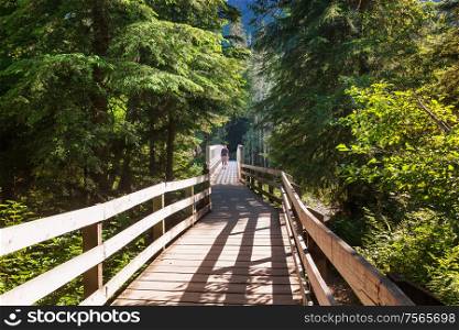 Wooden boardwalk in the forest