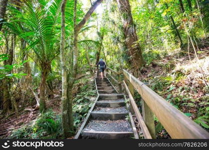 Wooden boardwalk in the forest