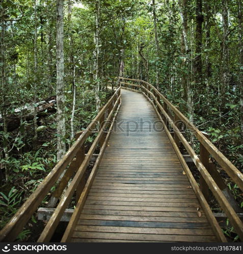 Wooden boardwalk through forest in Daintree Rainforest, Australia.