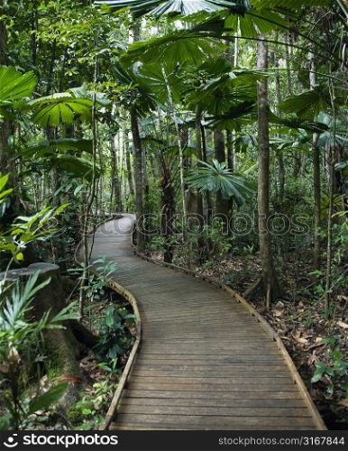 Wooden boardwalk through forest in Daintree Rainforest, Australia.
