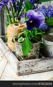 Wooden box with prepared for planting plants and flowers. Spring decorative flowers