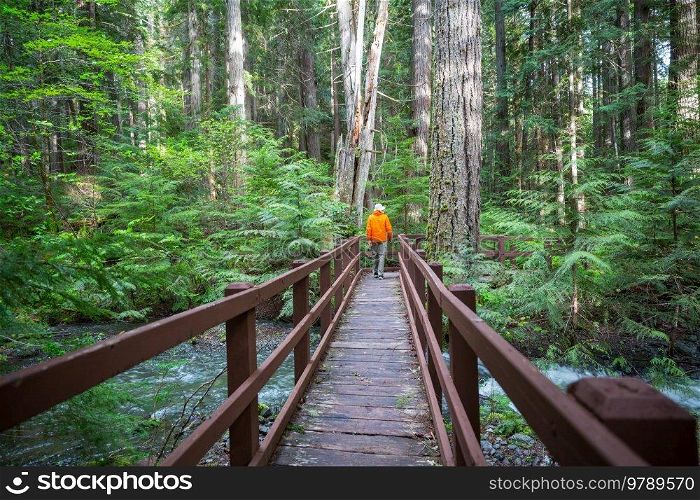 Wooden bridge across river in green forest