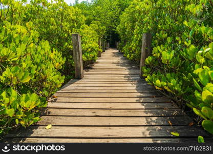 Wooden bridge at Mangroves in Tung Prong Thong or Golden Mangrove Field, Rayong province, Thailand