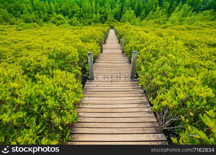 Wooden bridge at Mangroves in Tung Prong Thong or Golden Mangrove Field, Rayong province, Thailand