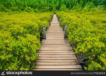 Wooden bridge at Mangroves in Tung Prong Thong or Golden Mangrove Field, Rayong province, Thailand